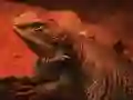 Trò chơi Dragon Lizard Jigsaw trực tuyến