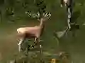 Trò chơi Sniper Hunting Deadly Animal trực tuyến