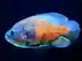Trò chơi Tiger Fish Jigsaw trực tuyến