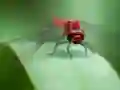 Trò chơi Dragon Fly Jigsaw trực tuyến