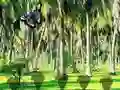 Trò chơi Rescue Tasmanian Tiger trực tuyến