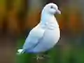 Trò chơi Realistic Pigeon Rescue trực tuyến