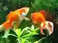 Trò chơi Blue Fish Escape trực tuyến