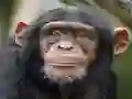 Trò chơi Chimpanzee Jigsaw trực tuyến
