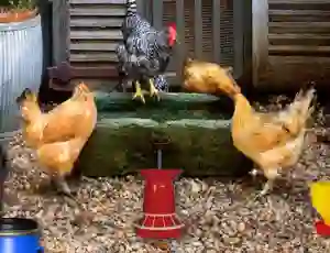 Trò chơi Poultry Farm Easter Escape trực tuyến