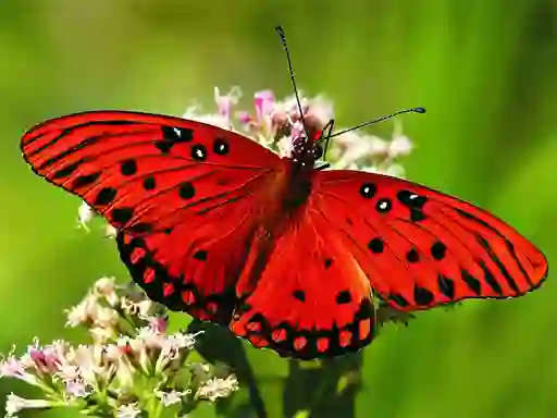 Trò chơi Nature Jigsaw Puzzle Butterfly trực tuyến