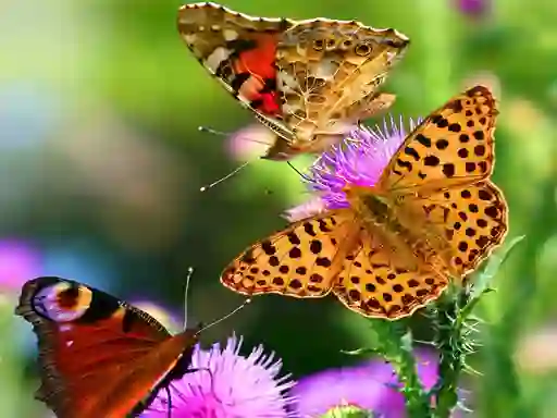 Trò chơi Butterfly Slide trực tuyến