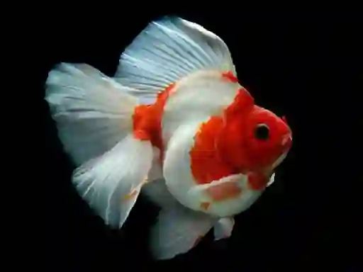 Trò chơi Gold Fish Jigsaw Puzzle trực tuyến