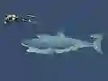Trò chơi Mad Shark trực tuyến