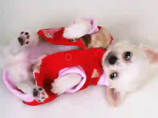 Trò chơi Lovely Puppy Slide trực tuyến