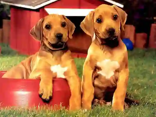 Trò chơi Puppy Pairs Puzzle trực tuyến