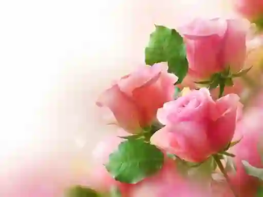 Trò chơi Pink Roses trực tuyến