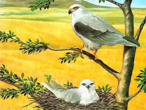 Trò chơi Birds Of Prey Puzzle trực tuyến