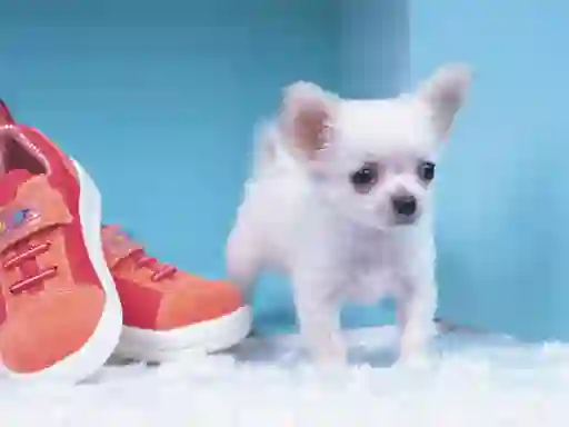 Trò chơi Lovely Puppy Puzzle trực tuyến
