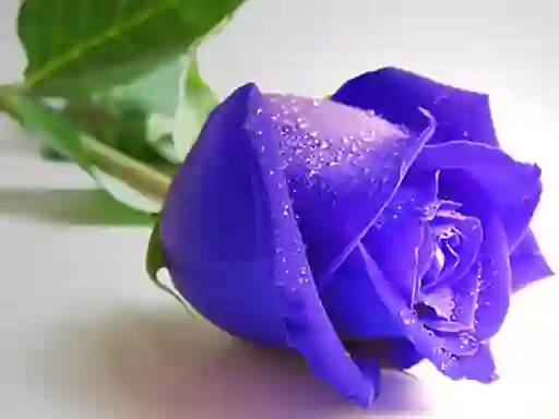 Trò chơi Blue Roses trực tuyến
