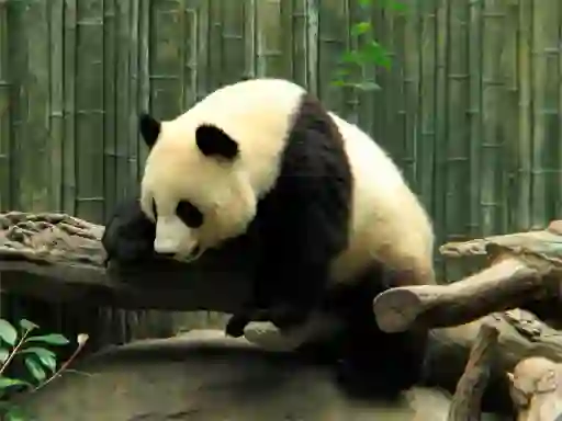 Trò chơi Pandas Puzzle trực tuyến