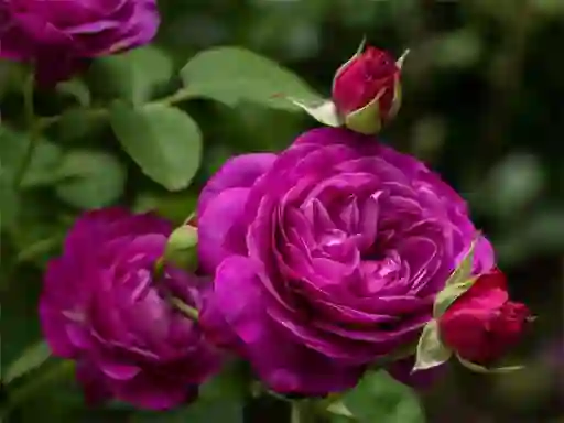 Trò chơi Purple Roses trực tuyến