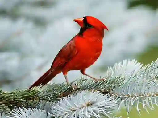 Trò chơi Birds Puzzle trực tuyến