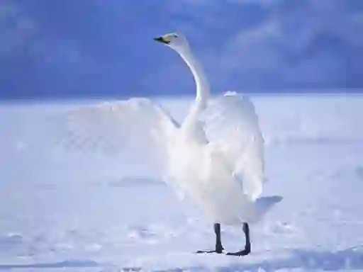 Trò chơi Graceful Swans trực tuyến