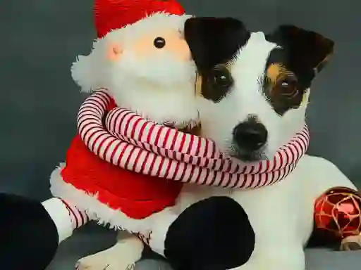Trò chơi Funny Christmas Dogs trực tuyến