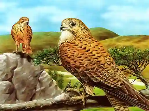 Trò chơi Birds of Prey Slide trực tuyến