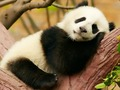 Trò chơi Sự khác biệt động vật  trực tuyến