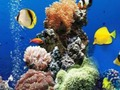 Trò chơi Sự khác biệt dưới nước biển  trực tuyến