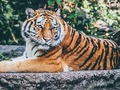 Trò chơi Câu đố Jagi  trực tuyến
