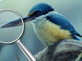 Trò chơi Chim 5 điểm khác biệt  trực tuyến