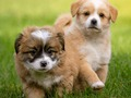 Trò chơi Ghép hình hàng ngày  trực tuyến
