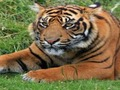 Trò chơi Câu đố Zoo  trực tuyến