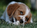 Trò chơi Câu đố chó trực tuyến