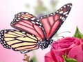 Trò chơi Trò chơi ghép hình bươm bướm trực tuyến
