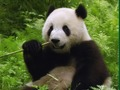 Trò chơi Câu đố gấu trúc trực tuyến