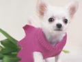 Trò chơi Trò chơi ghép hình chó con dễ thương trực tuyến