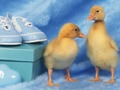 Trò chơi Câu đố về những sinh vật nhỏ đáng yêu trực tuyến