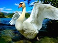 Trò chơi Trượt thiên nga trực tuyến