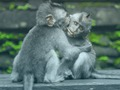 Trò chơi Trò chơi ghép hình khỉ trực tuyến
