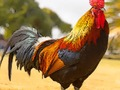 Trò chơi Câu đố về các loài chim nuôi trực tuyến