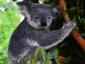 Trò chơi Gấu Koala dễ thương  trực tuyến