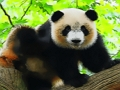 Trò chơi Gấu trúc dễ thương  trực tuyến