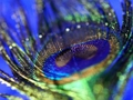 Trò chơi Peacock Feather Jigsaw trực tuyến