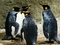 Trò chơi King Penguin Jigsaw trực tuyến