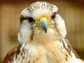 Trò chơi Gyrfalcon ghép hình trực tuyến