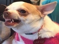 Trò chơi Bạn là con chó meme nào?  trực tuyến