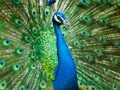Trò chơi Peacock Jigsaw trực tuyến
