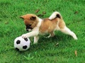 Trò chơi Câu đố chó con vui chơi ngoài trời trực tuyến