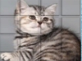Trò chơi Picpu Cat trực tuyến