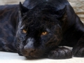 Trò chơi Jigsaw Black Panther trực tuyến