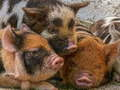 Trò chơi Biggy Piggy Jigsaw trực tuyến